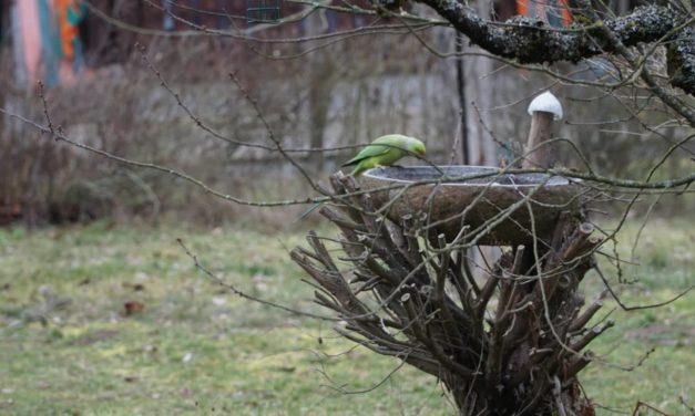 Der Beweis für den Klimawandel: Papageien im Stadtpark Mannheim!