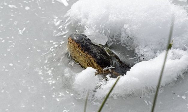Im Eis eingefrorene Alligatoren in Oklahoma