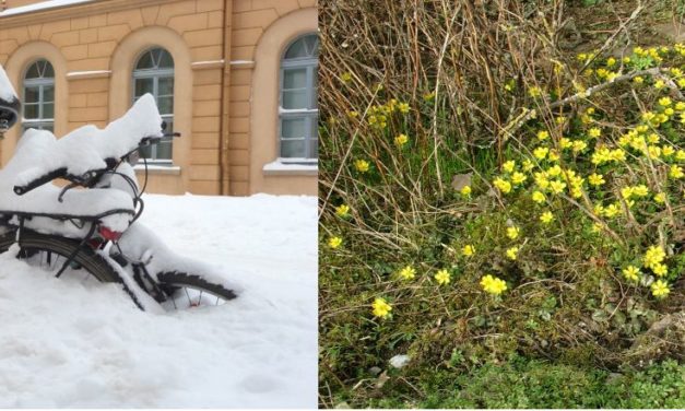 Der Februar verweigert sich der CO<sub>2</sub>-Klimaerwärmung