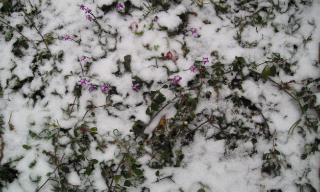 Wöchentlicher Kältereport…