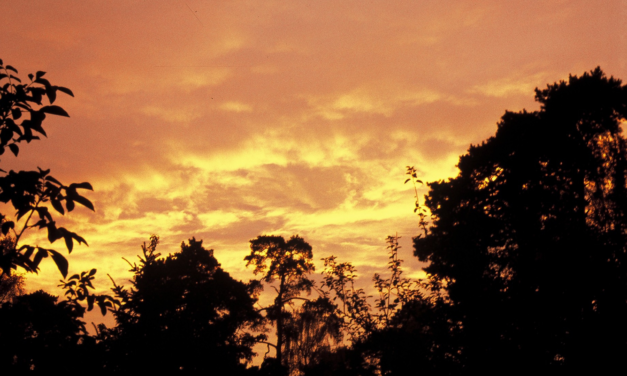 WIRKLICHE Bedrohungen bedrohter Spezies