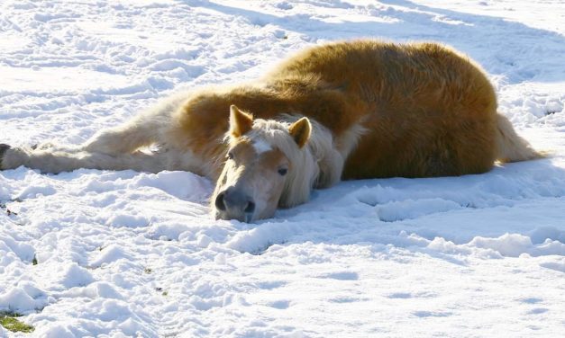 Das haut sogar ein Pferd um: Die Deutsche Geophysi&shy;kalische Gesell&shy;schaft und ihr Verständnis für wissen&shy;schaftliche Diskussionen jedweder Art