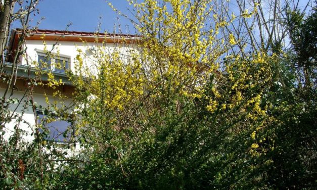 Forsythie: Der Erstfrühlings&shy;zeiger des Deutschen Wetter&shy;dienstes in Hamburg verspätet sich seit über 35 Jahren – wo bleibt die Besorgnis erregende Klima&shy;erwärmung?