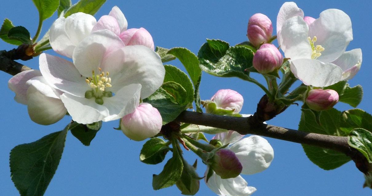 Kältester April 2021 seit etwa 40 Jahren – die Apfelblüte in Weimar begann diesmal deutlich verspätet