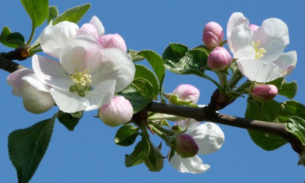 Kältester April 2021 seit etwa 40 Jahren – die Apfelblüte in Weimar begann diesmal deutlich verspätet