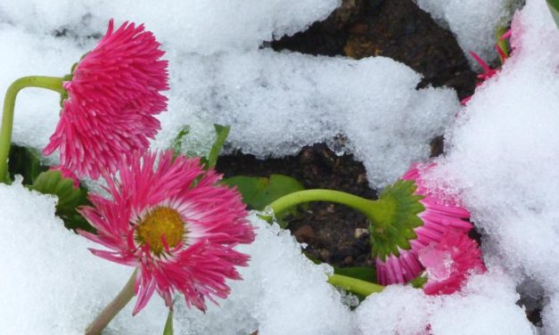 April und Frühling 2021 in Deutsch&shy;land mit Startpro&shy;blemen – wie ist die Kälte einzuordnen?