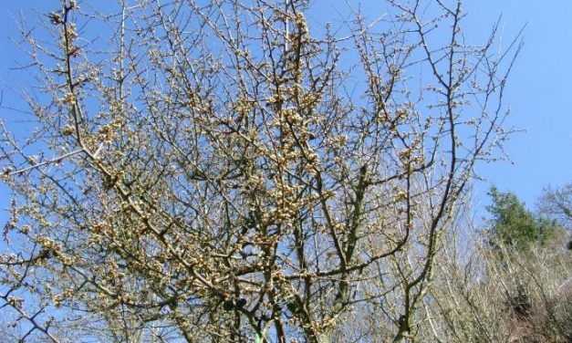 Märztempera­turen in Deutsch­land – neuer­dings ohne Erwärmungs­trend