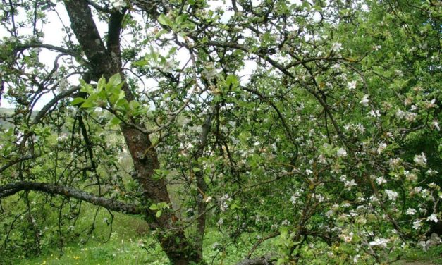 Die Eisheiligen werden schon lange kälter in Deutschland