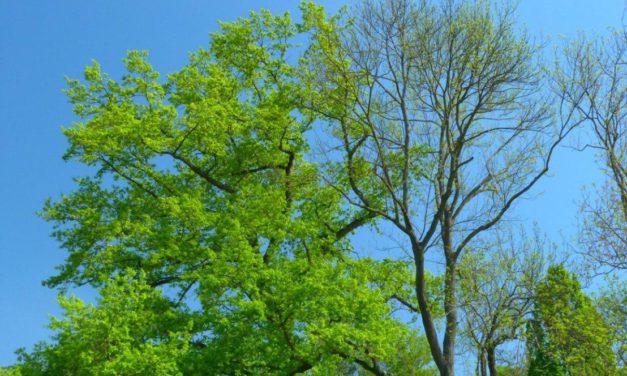 Das bislang eher kühle Jahr 2021 in Deutschland – Hintergründe und weitere Aussichten