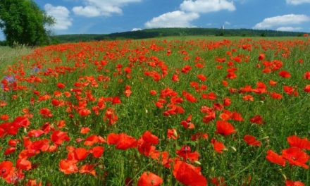 Wie wird der Sommer 2021 – mehr Fragen als Antworten