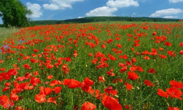 Wie wird der Sommer 2021 – mehr Fragen als Antworten