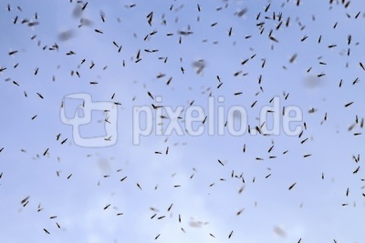 Milliardenfacher Insektentod an Windrädern*