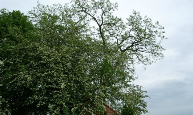 Die Mai-Bundesliga-Tabelle – Vorschlag einer CO<sub>2</sub>-Freiwilligen&shy;steuer in Deutschland