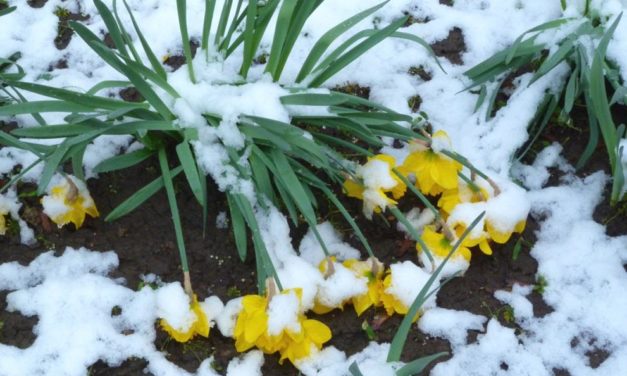 Klima-Eilinfor&shy;mation: Sehr kühler Frühling 2021 in Deutschland