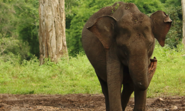 Gleichzeitiges Aufblühen von Umwelt, Natur und Wirtschaft: Ein Beispiel aus Indien