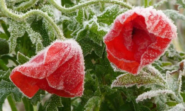 Die Entwicklung der mittleren Minimum-Temperaturen in Deutschland seit 1988 – kaum Erwärmung? Teil 2 – Diskussion der Ergebnisse