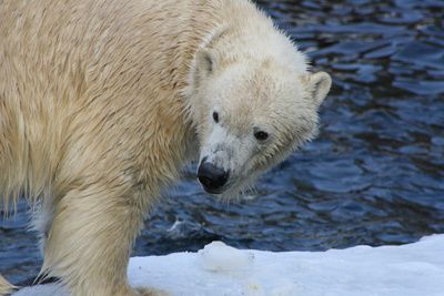 Eisbären-Habitat: Aktualisierung Mitte August