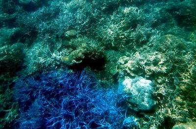 Die Psychologie des Klimakatastrophen-Untergangs: Wie Propaganda-Geschrei die Nuancen übertrumpft