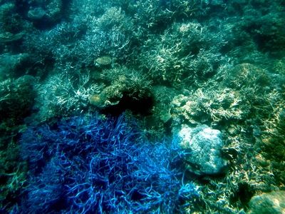 Großes Barriere-Riff: „rekordhohe“ Bedeckung mit Korallen