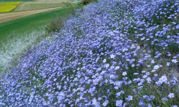 Das wechselhafte Sommerhalbjahr 2021 mit Höhen und Tiefen in der Natur – Ein Nachruf