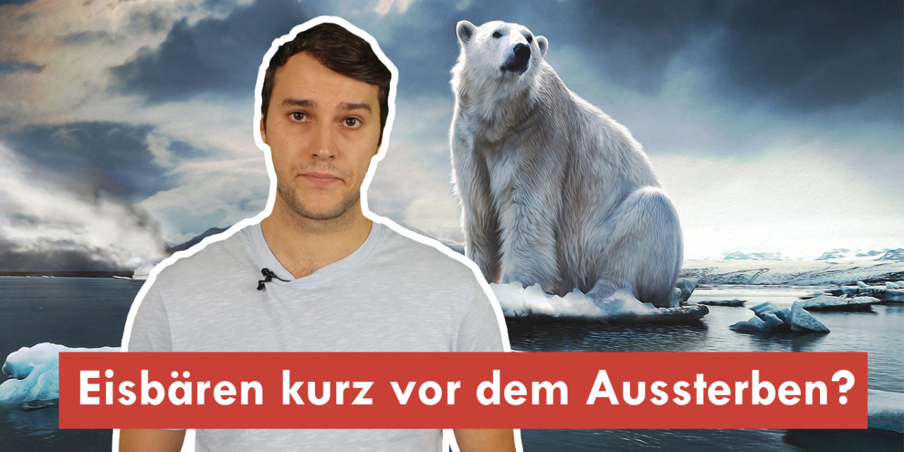 Klimawissen – kurz&bündig: Stehen die Eisbären wirklich kurz vor dem Aussterben?