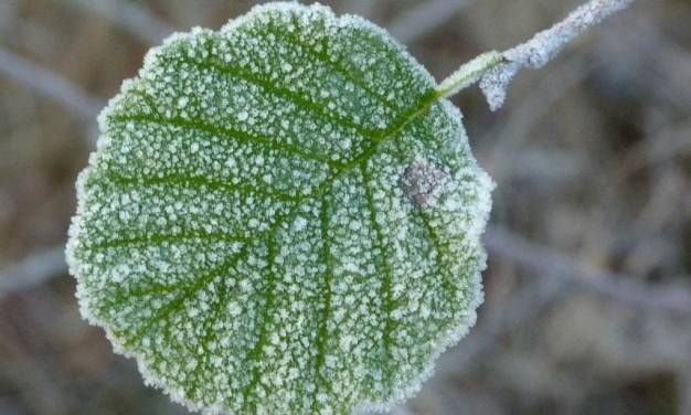 Klima-Eilinformation: Erster Herbstfrost 2021 in Deutschland viel zeitiger als normal eingetreten
