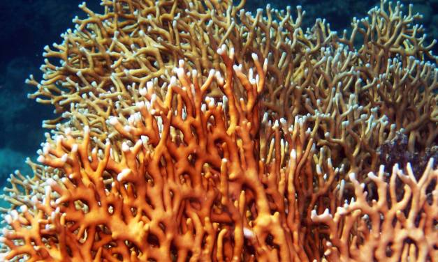 Der erste Klima-Kipppunkt ist nun aktiviert