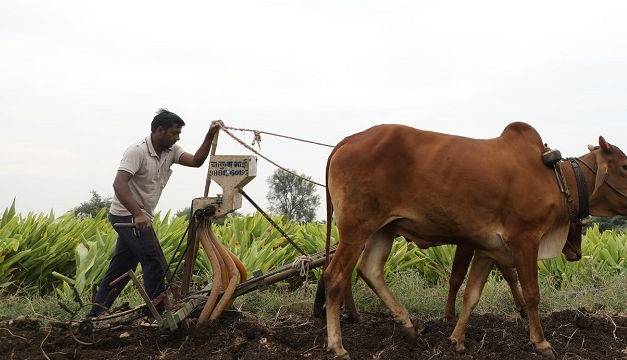 Kann „Grüne“ Energie eine globale Verknappung von Lebensmitteln verursachen?