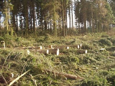 Schottland fällt 14 Millionen Bäume, um Platz für Windräder zu machen!