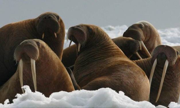 Eis in der Tschuktschen-See, das im Sommer dieses Jahres nicht geschmolzen war, ist jetzt zwischen der Wrangel-Insel und der Küste über 2 Meter dick