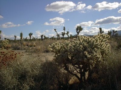 Eine kleine Stadt in Nevada kämpft darum, Big Solar aus der Wüste um den Ort fernzuhalten