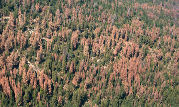 Unbequeme Wahrheiten über das Waldsterben – im Südwestrundfunk!