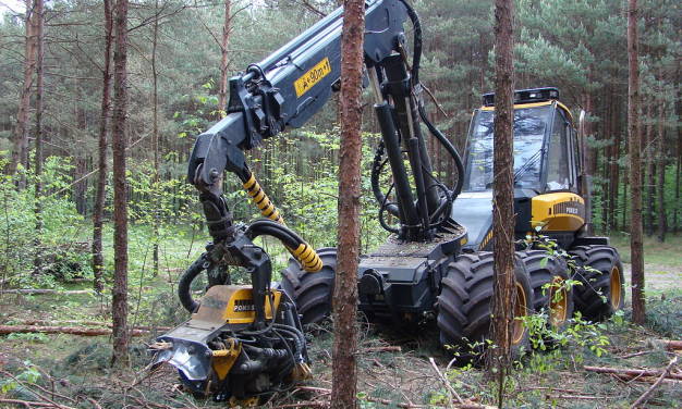 Waldzerstörung für Windräder ist gestartet: Harvester fressen sich durch Grimms Märchenwald