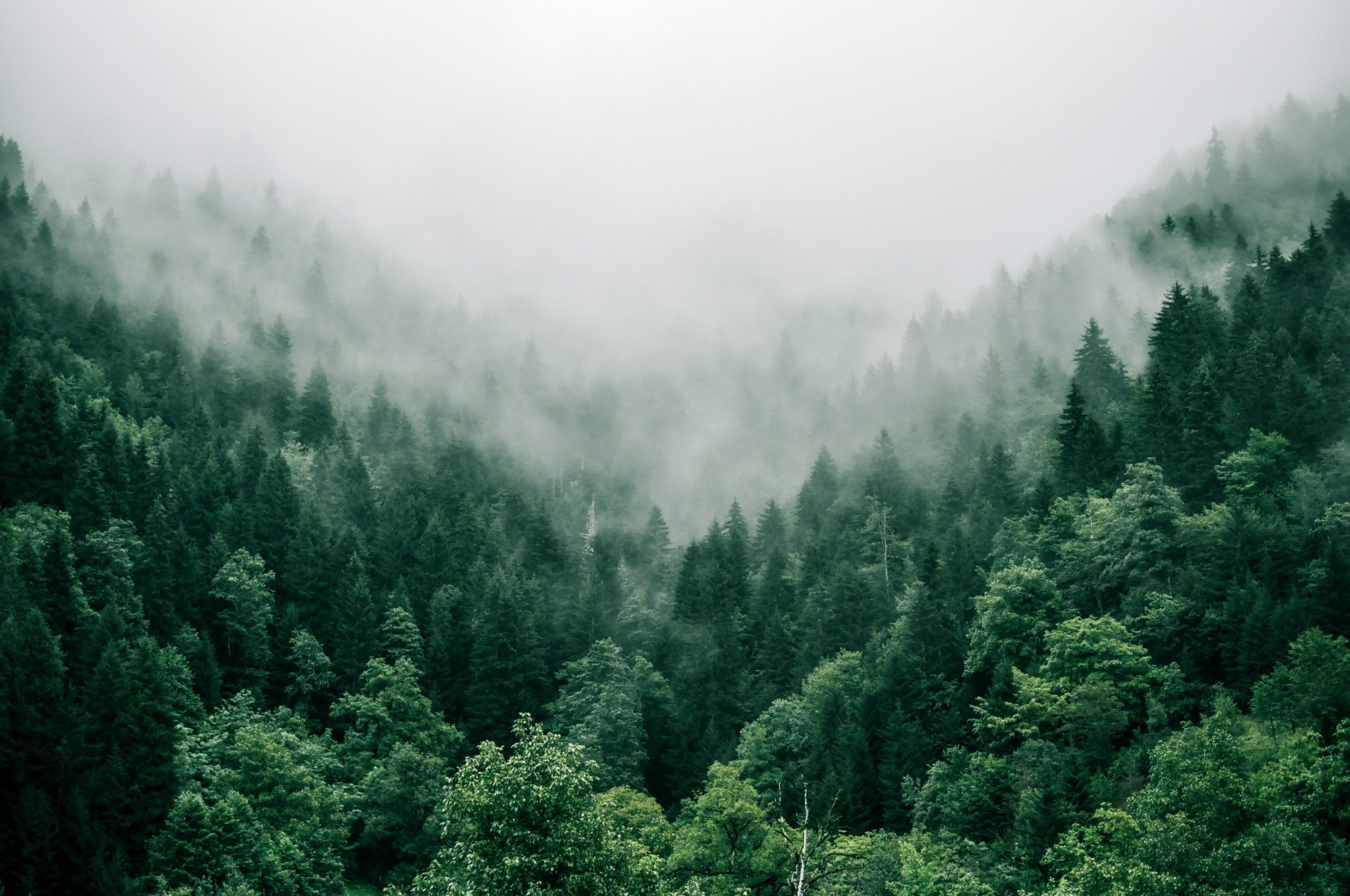 Wald.Holz.Energie: Eine fragwürdige Broschüre des Österreichischen