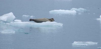 Erwärmung der Arktis bei sonstiger „globaler“ Abkühlung