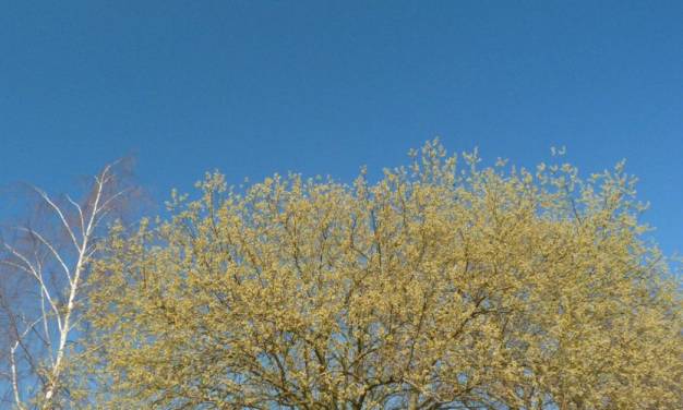 Rekord-Sonnenschein-März 2022 in Deutschland mit kalten Nächten, oft warmen Tagen, sehr windschwach und niederschlagsarm