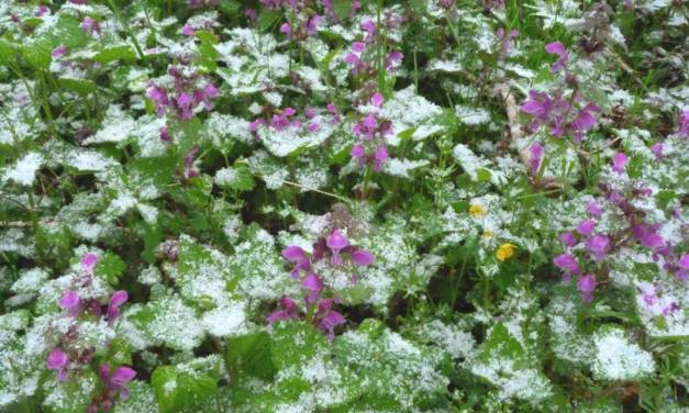 April 2022 in Deutschland leicht unterkühlt, typisch wechselhaft, aber nicht durchweg unfreundlich