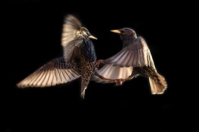 Neue Studie: Wind- und Solarenergie tötet jetzt 48 % der wichtigsten Vogelarten mit Auswirkungen auf die Population