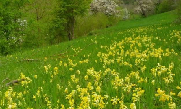 Warmer, freundlicher Mai 2022 in Deutschland – mit einigen Schönheitsfehlern