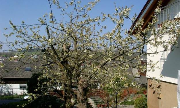 Der April wurde durch einen Temperatursprung im Jahre 1993 wärmer. Ist der kalte April 2022 das Ende des Temperatursprungs?