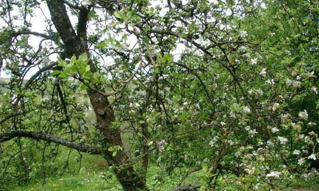 Die Eisheiligen werden schon lange kälter in Deutschland
