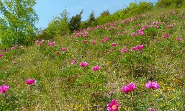 Frühling 2022 in Deutschland – sehr sonnig und meist zirkulationsschwach bei großen Witterungsgegensätzen