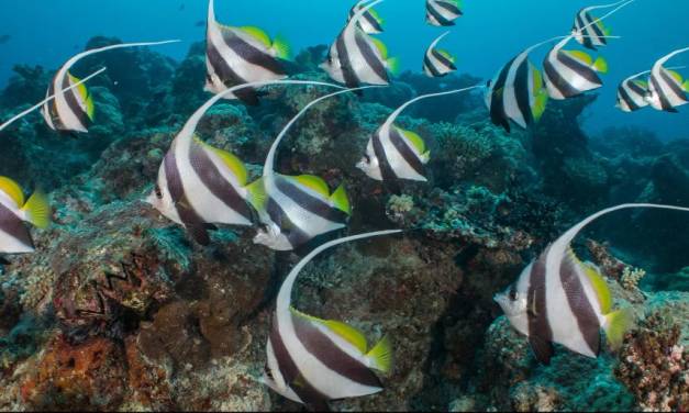 Rebellen der Causa Korallenriff – Teil 1