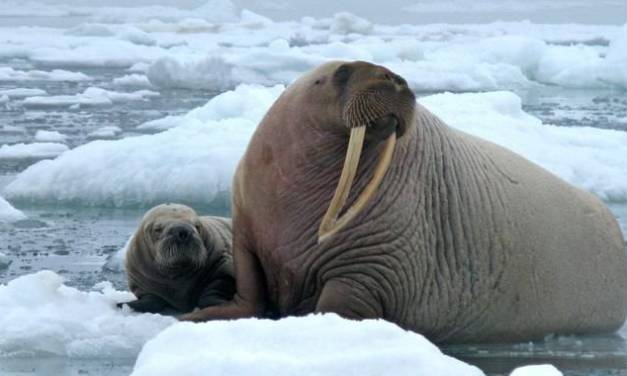 Noch recht viel Arktisches Meereis für diese Jahreszeit