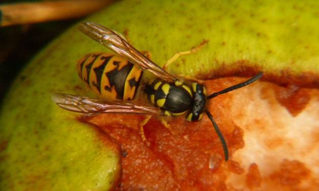 Verdrängt: Wie Ukraine-Krieg und Energiekrise anderen Themen die Schau stehlen