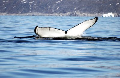 Wie man mit Offshore-Windparks Wale tötet