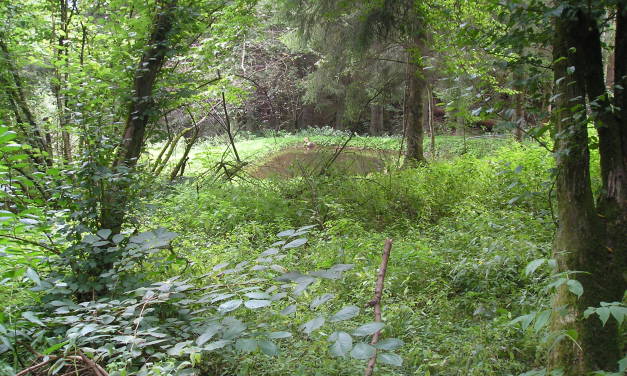 Grüne Zeloten sind die wahre Bedrohung der Natur