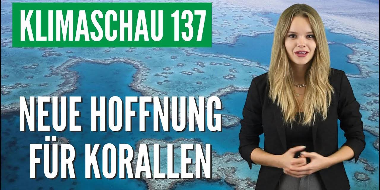 Korallenwunder: Korallen kommen mit marinen Hitzewellen besser zurecht als gedacht – Klimaschau 137