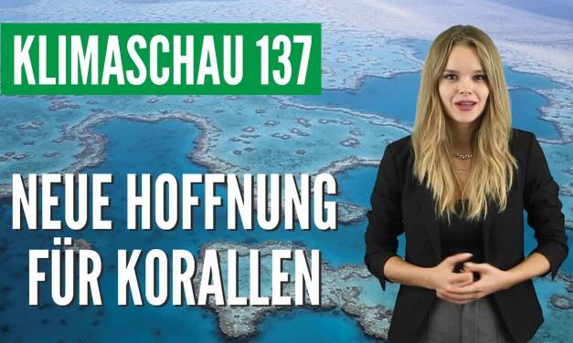 Korallenwunder: Korallen kommen mit marinen Hitzewellen besser zurecht als gedacht – Klimaschau 137