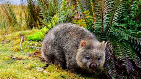 Tabulos und in einfacher Sprache: Physik für Politiker – am Beispiel des australischen Wombats